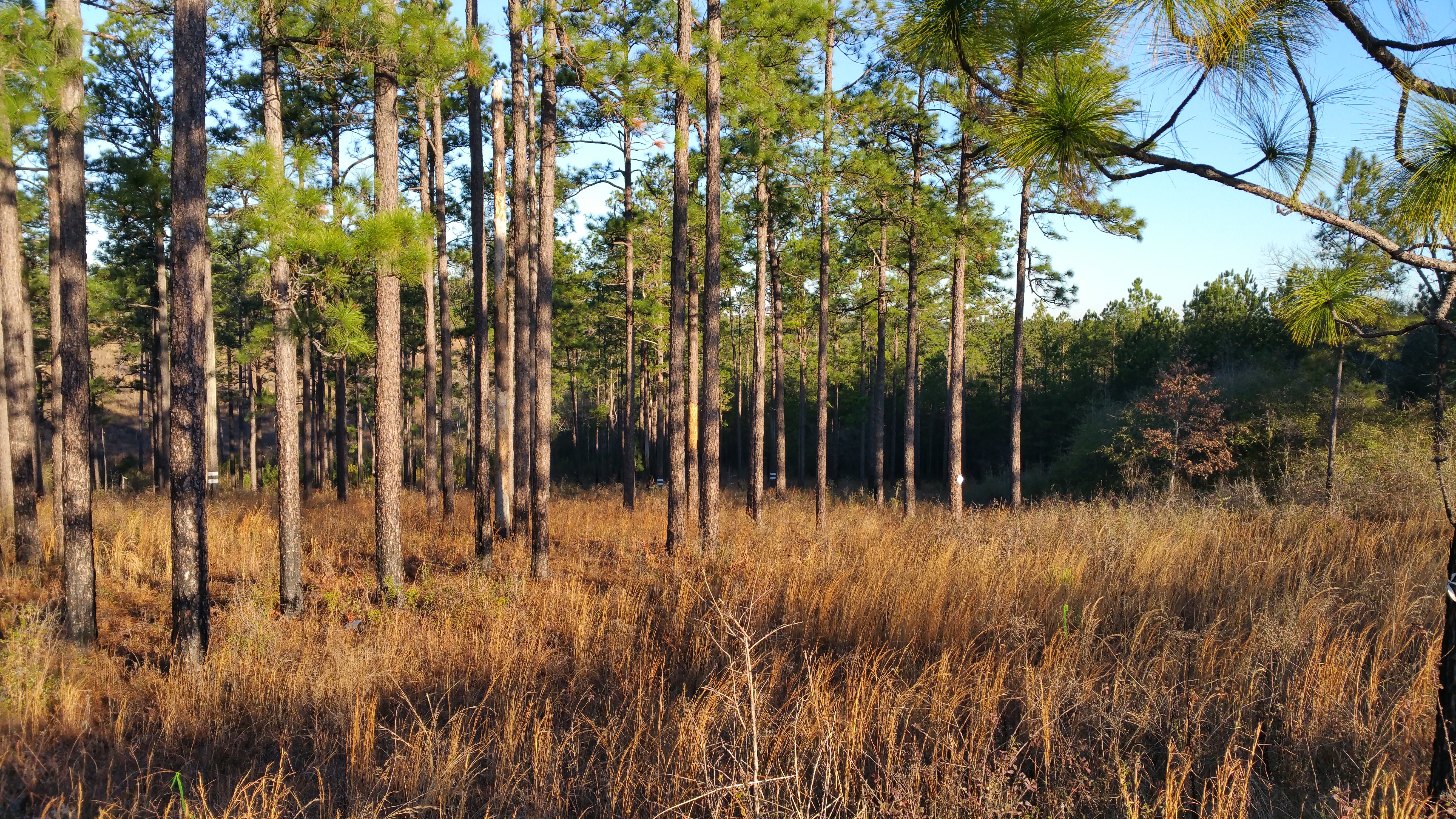 forest land installation Photo
