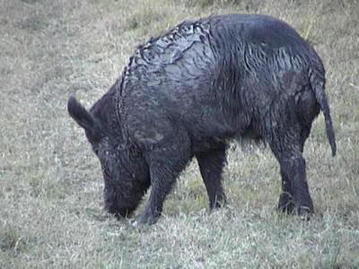 Sow1